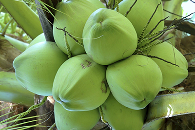 Cây Dừa